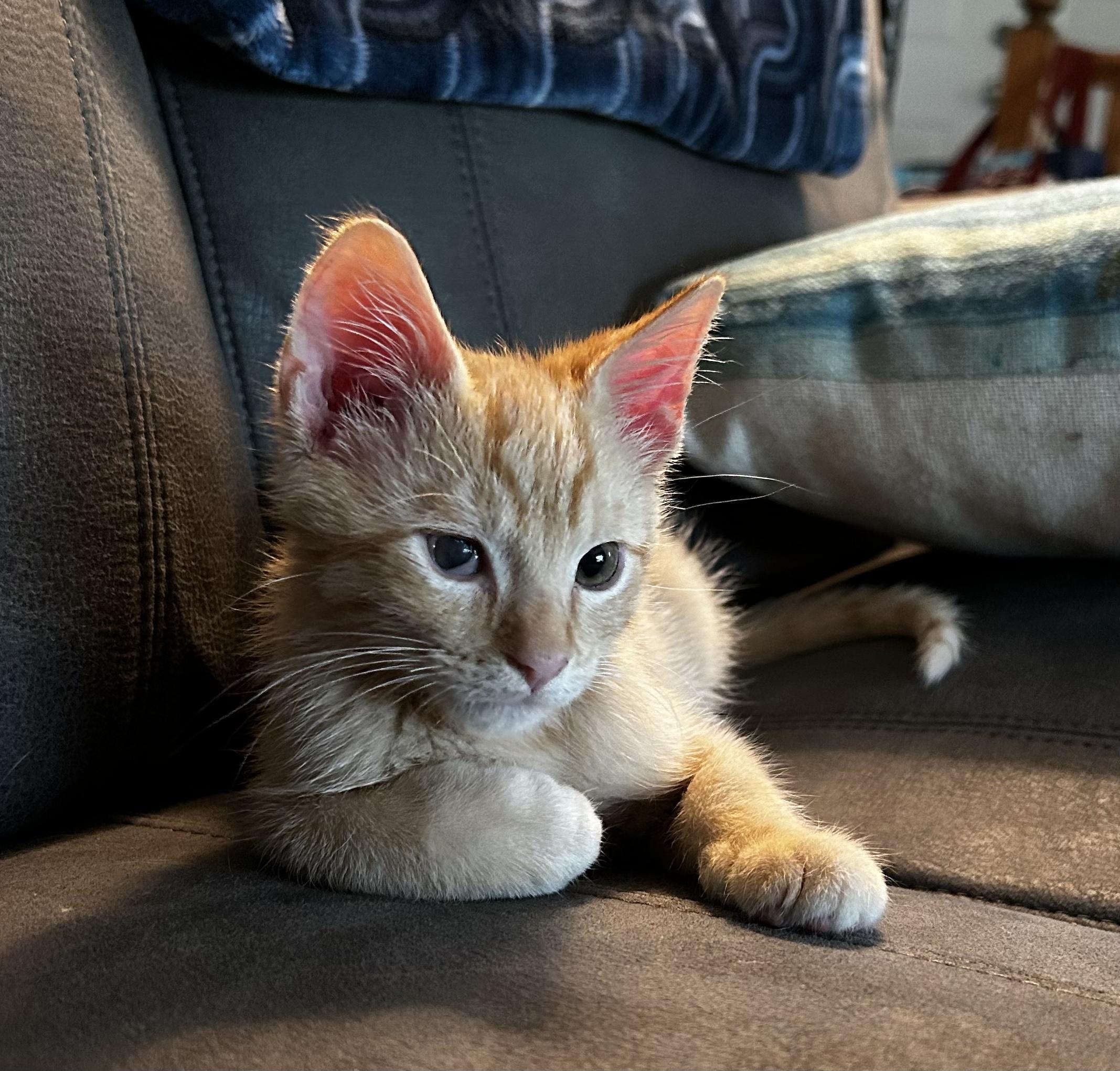 Carrot, Baby Male Domestic Short Hair