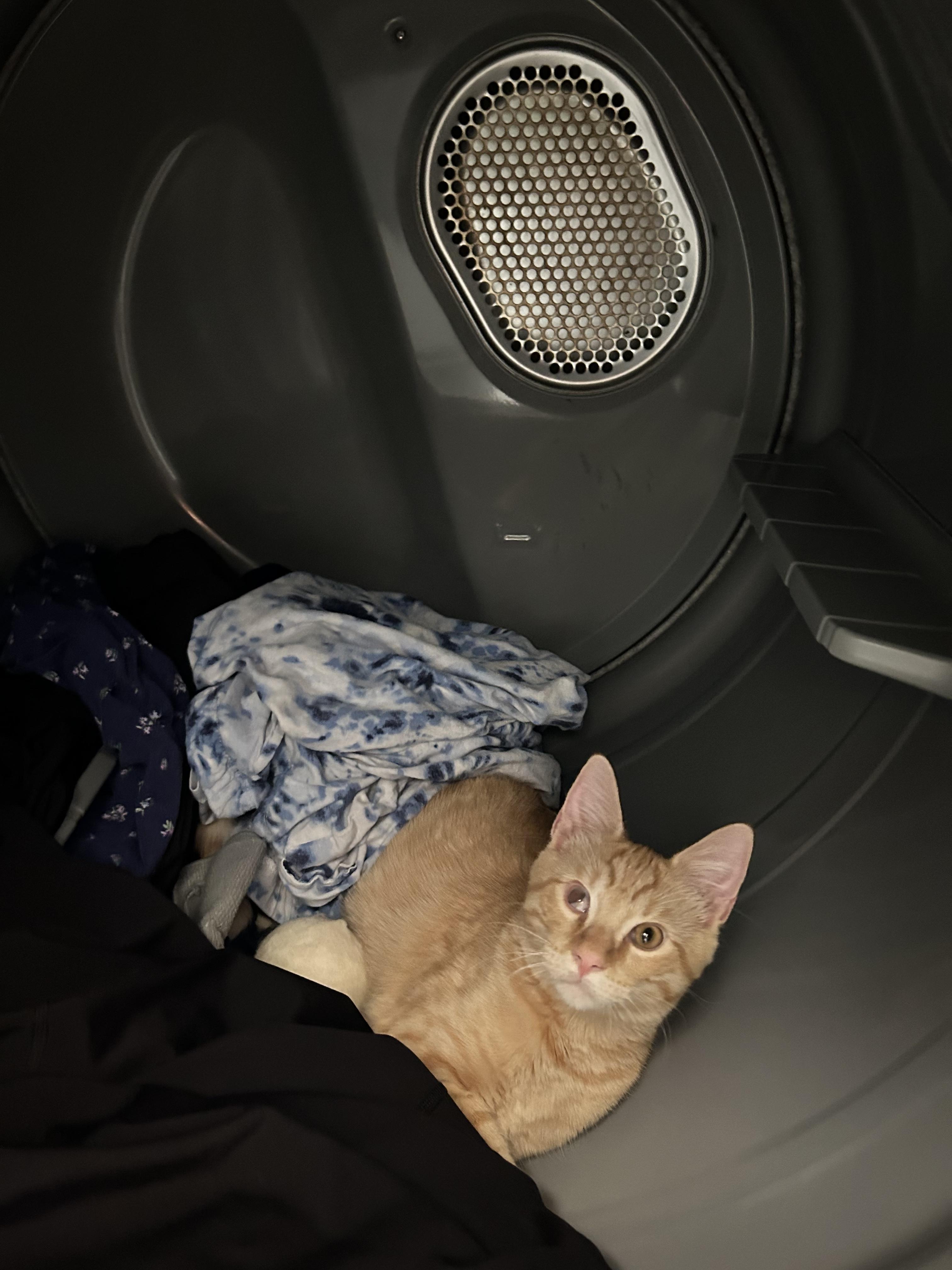 Carrot, a Adoptable Domestic Short Hair in Bloomsdale, MO image 4/6