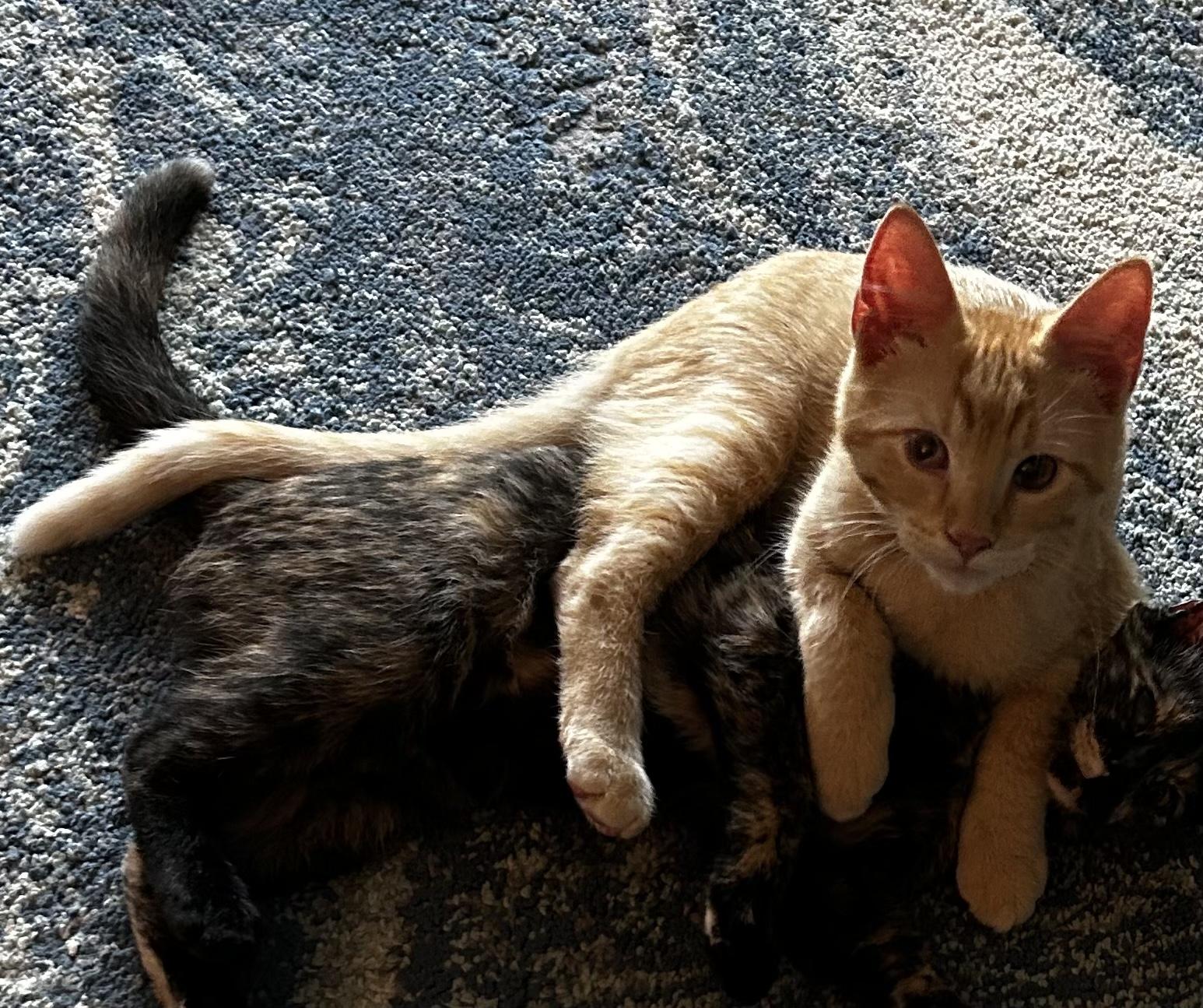 Carrot, a Adoptable Domestic Short Hair in Bloomsdale, MO image 5/6