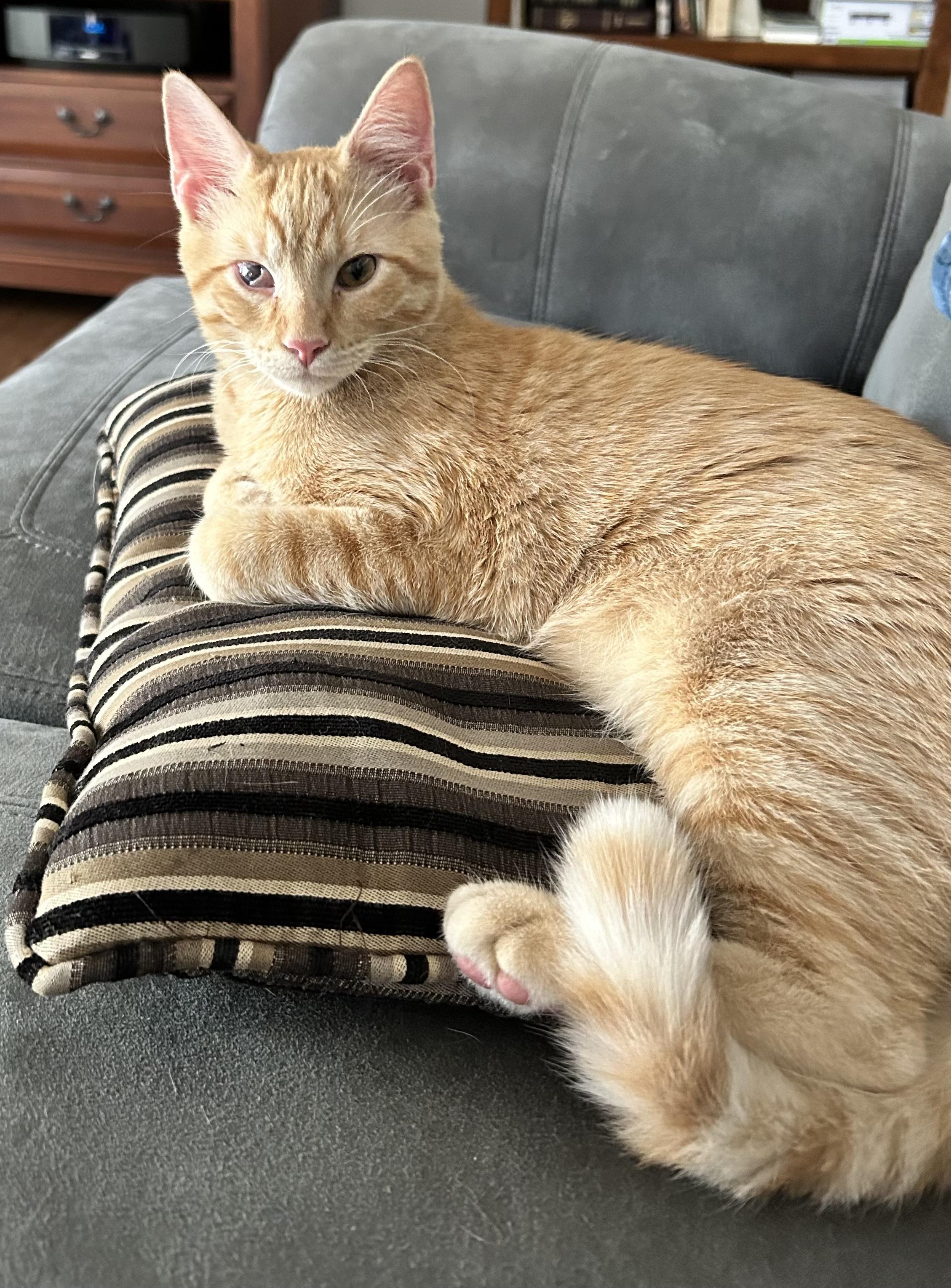 Carrot, Adoptable, Kitten Male Domestic Short Hair.