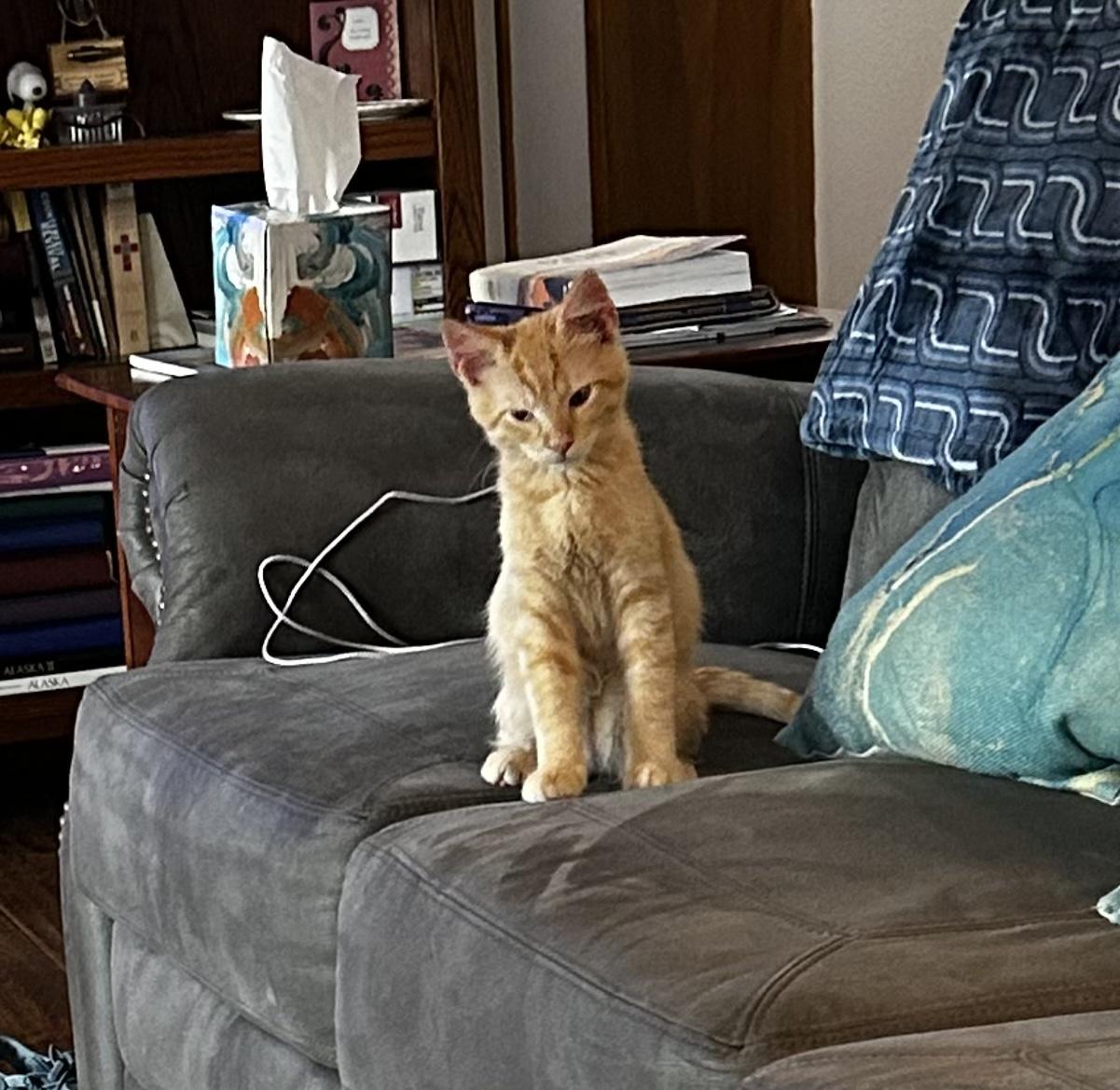 Carrot, a Adoptable Domestic Short Hair in Bloomsdale, MO image 6/6