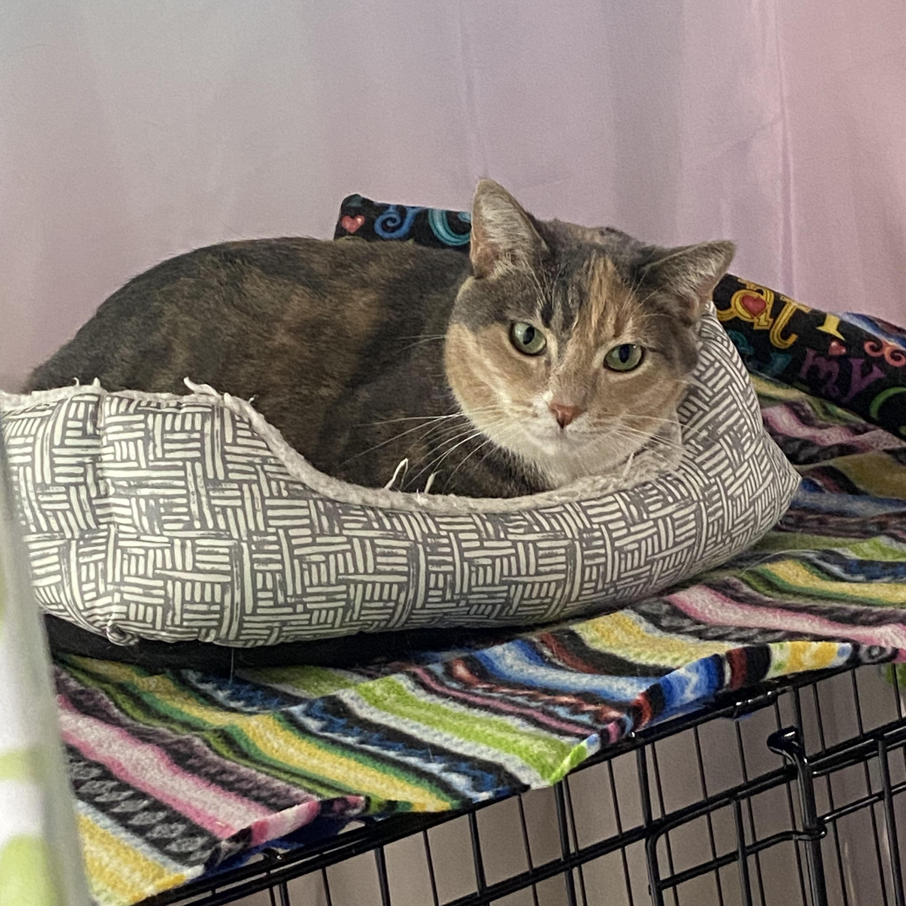 Mama Rose or Rosie - very loving.  lap cat, Adoptable, Adult Female Dilute Calico.