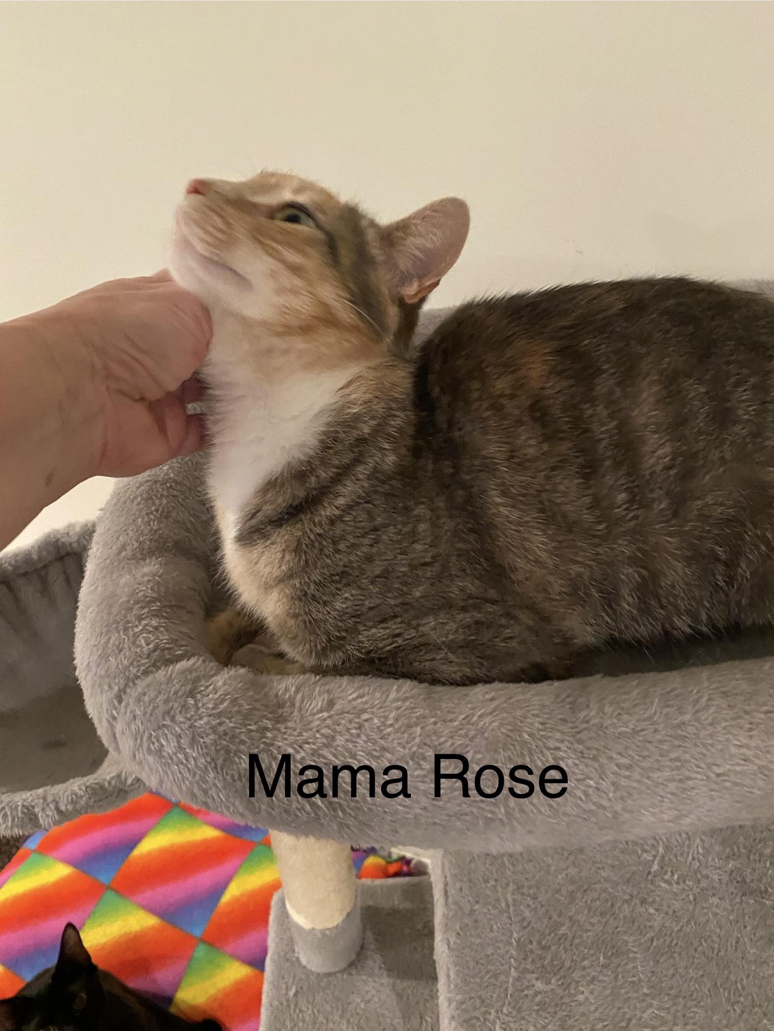 Mama Rose or Rosie - very loving. lap cat, a Adoptable Dilute Calico in Macomb, MI image 1/6