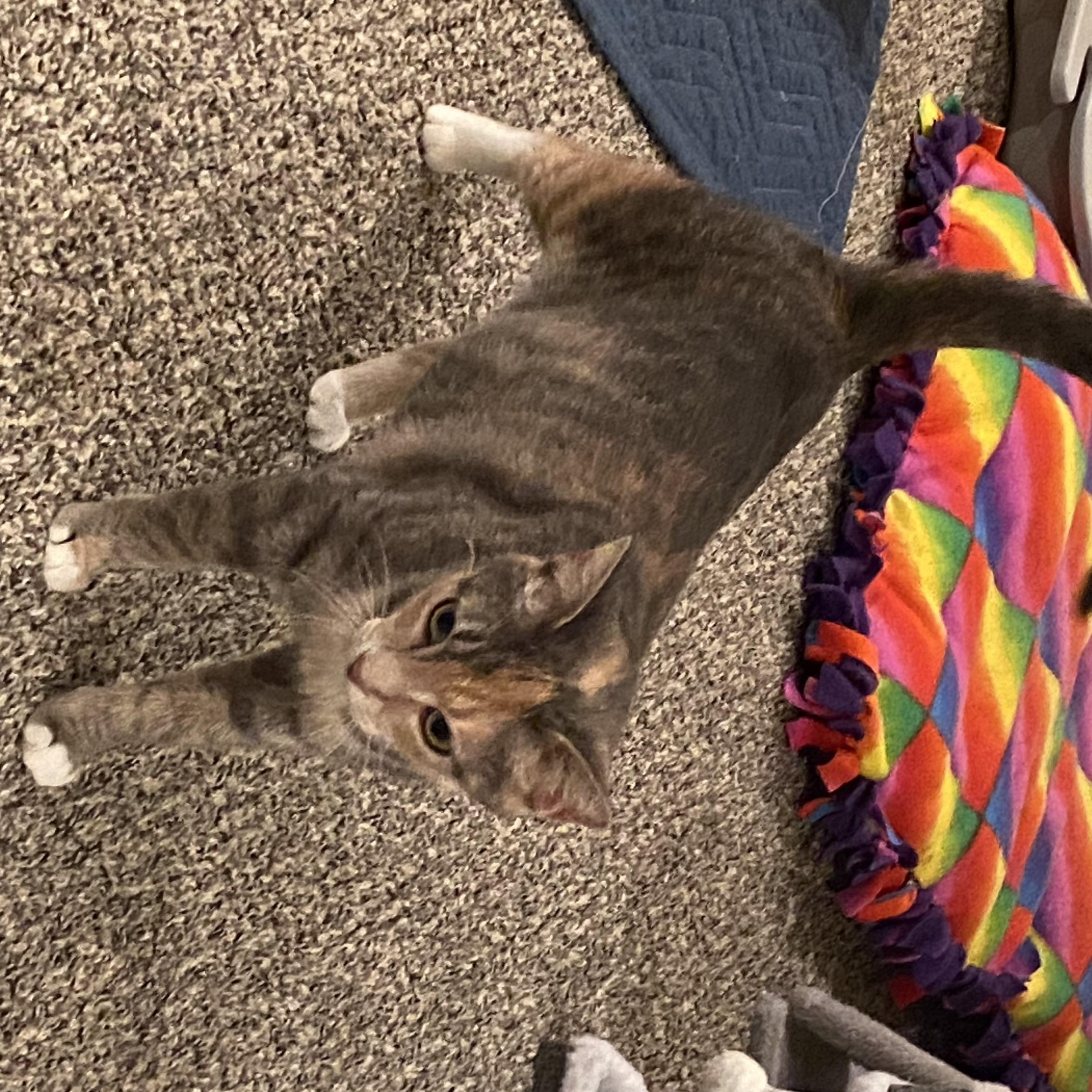 Mama Rose or Rosie - very loving. lap cat, a Adoptable Dilute Calico in Macomb, MI image 2/6