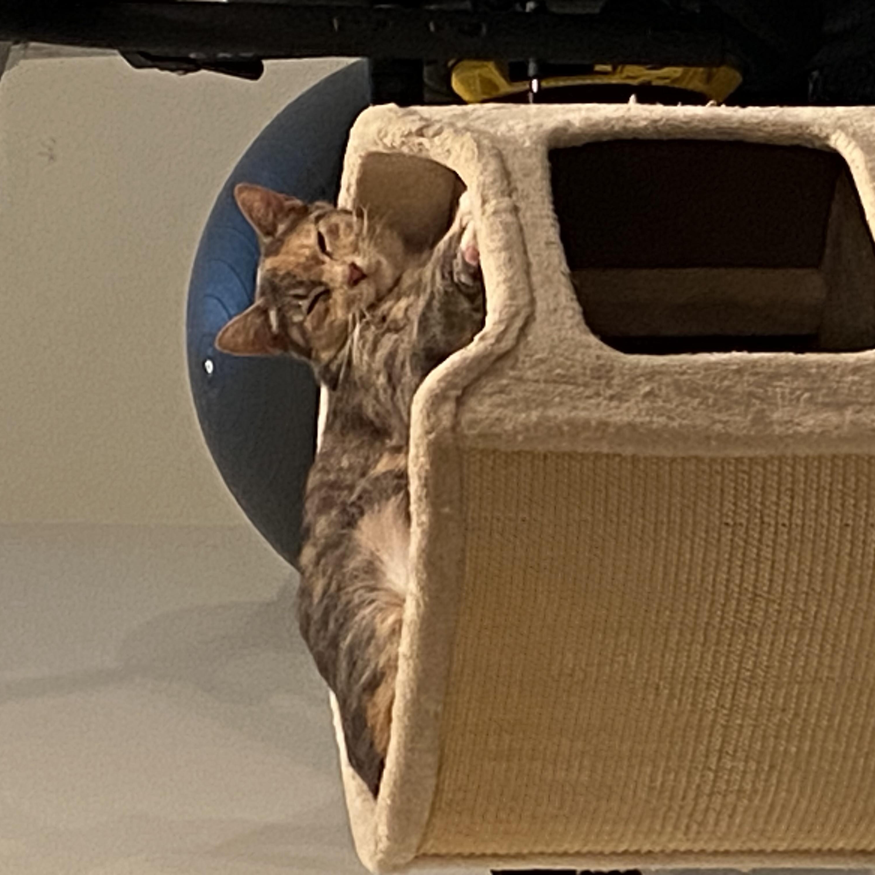 Mama Rose or Rosie - very loving. lap cat, a Adoptable Dilute Calico in Macomb, MI image 5/6