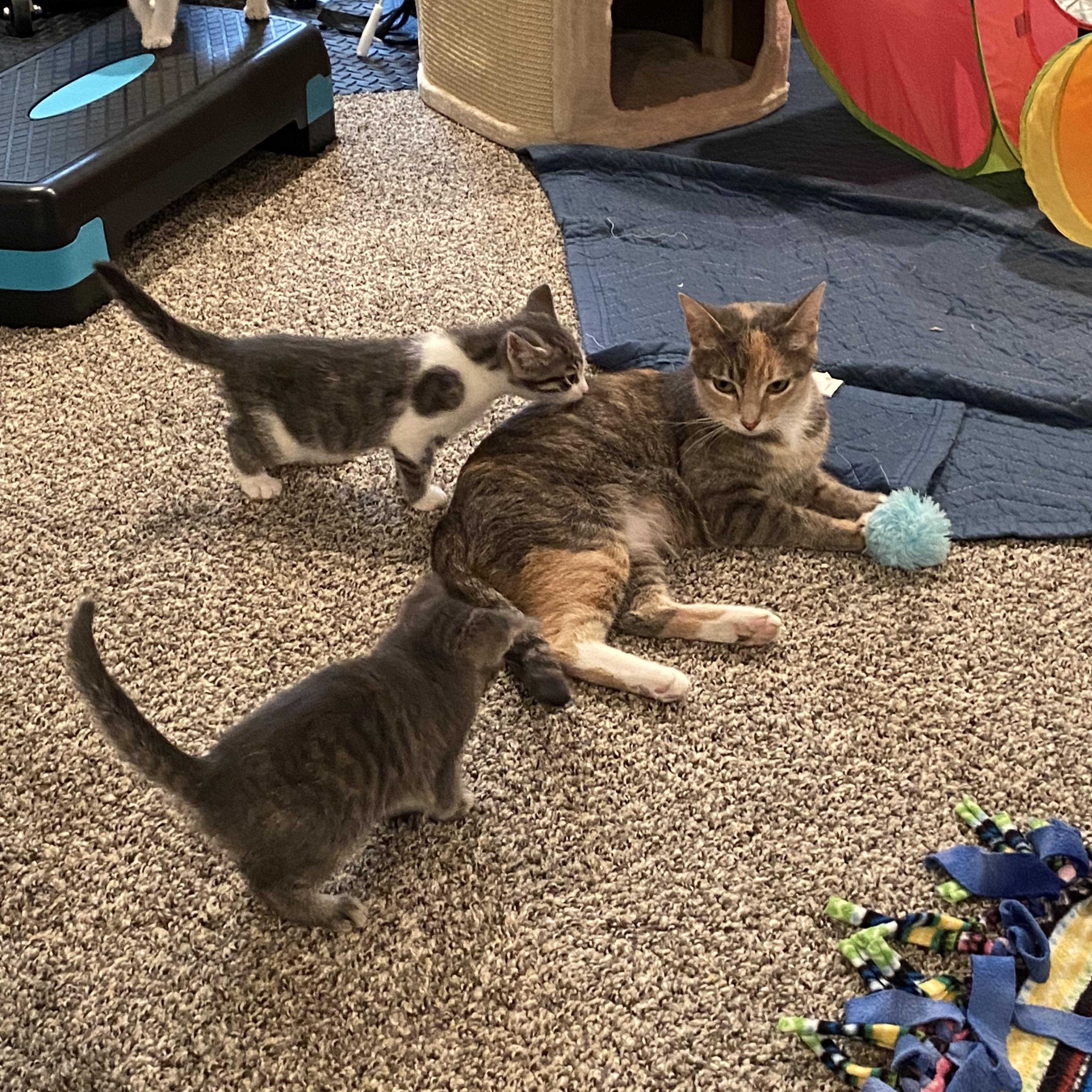 Mama Rose or Rosie - very loving. lap cat, a Adoptable Dilute Calico in Macomb, MI image 6/6