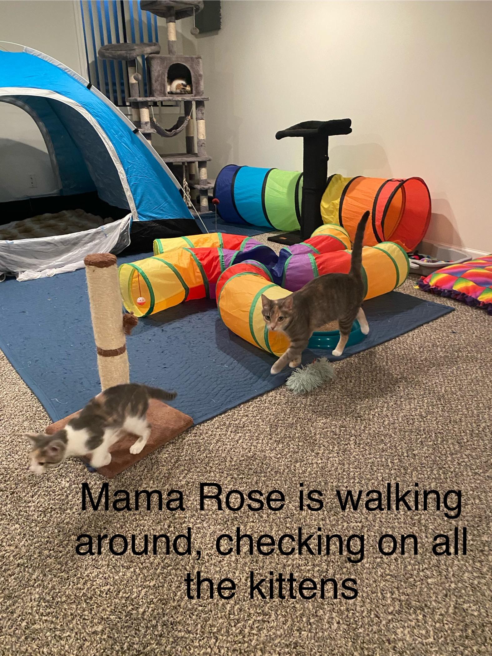 Mama Rose or Rosie - very loving. lap cat, a Adoptable Dilute Calico in Macomb, MI image 3/6
