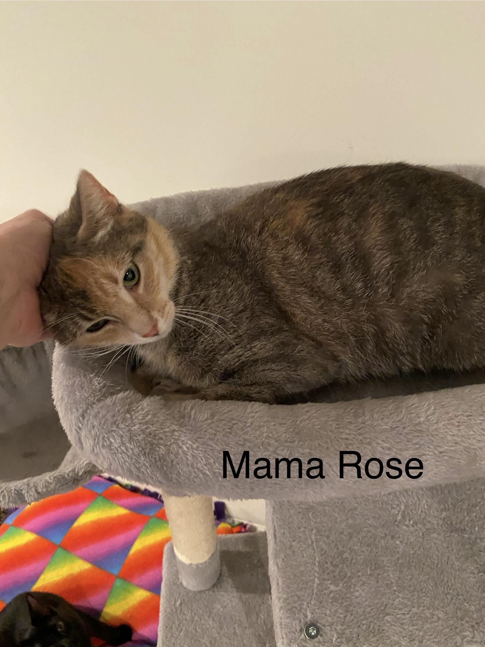 Mama Rose or Rosie - very loving. lap cat, a Adoptable Dilute Calico in Macomb, MI image 4/6