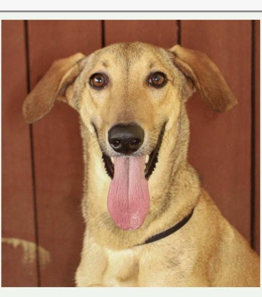 Enlarge Leo, a Adoptable Italian Greyhound in Fort Pierce, FL image 1/1