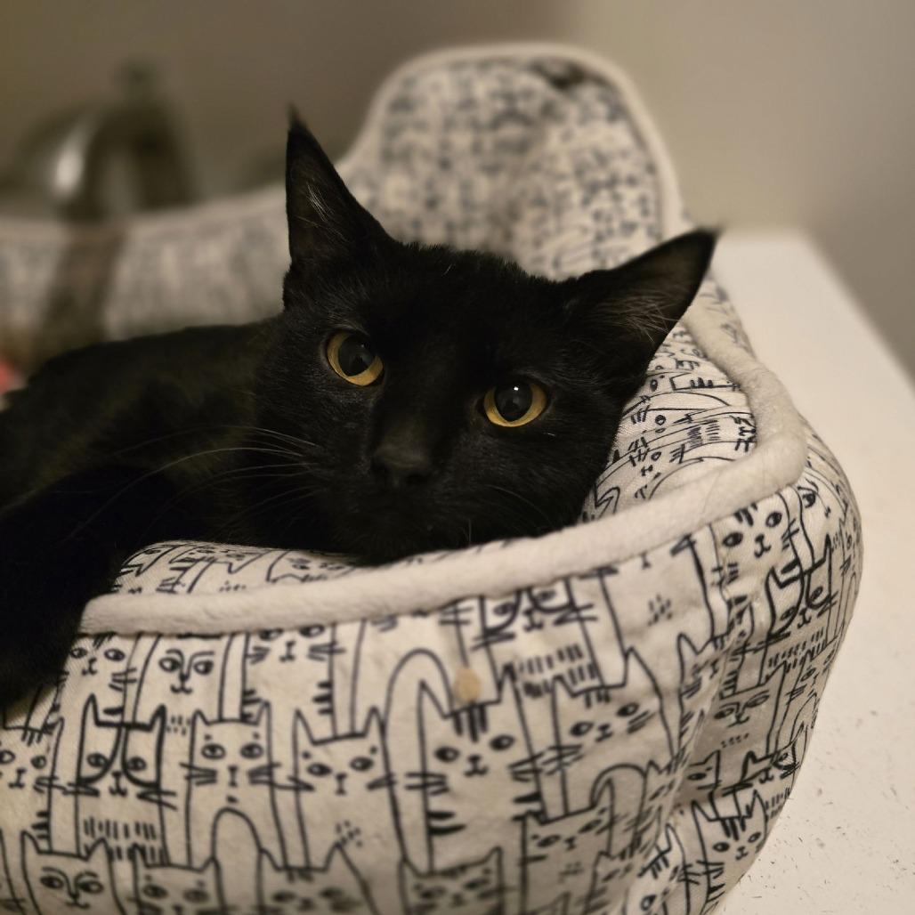 Frank C10373, Adoptable, Young Male Domestic Short Hair.