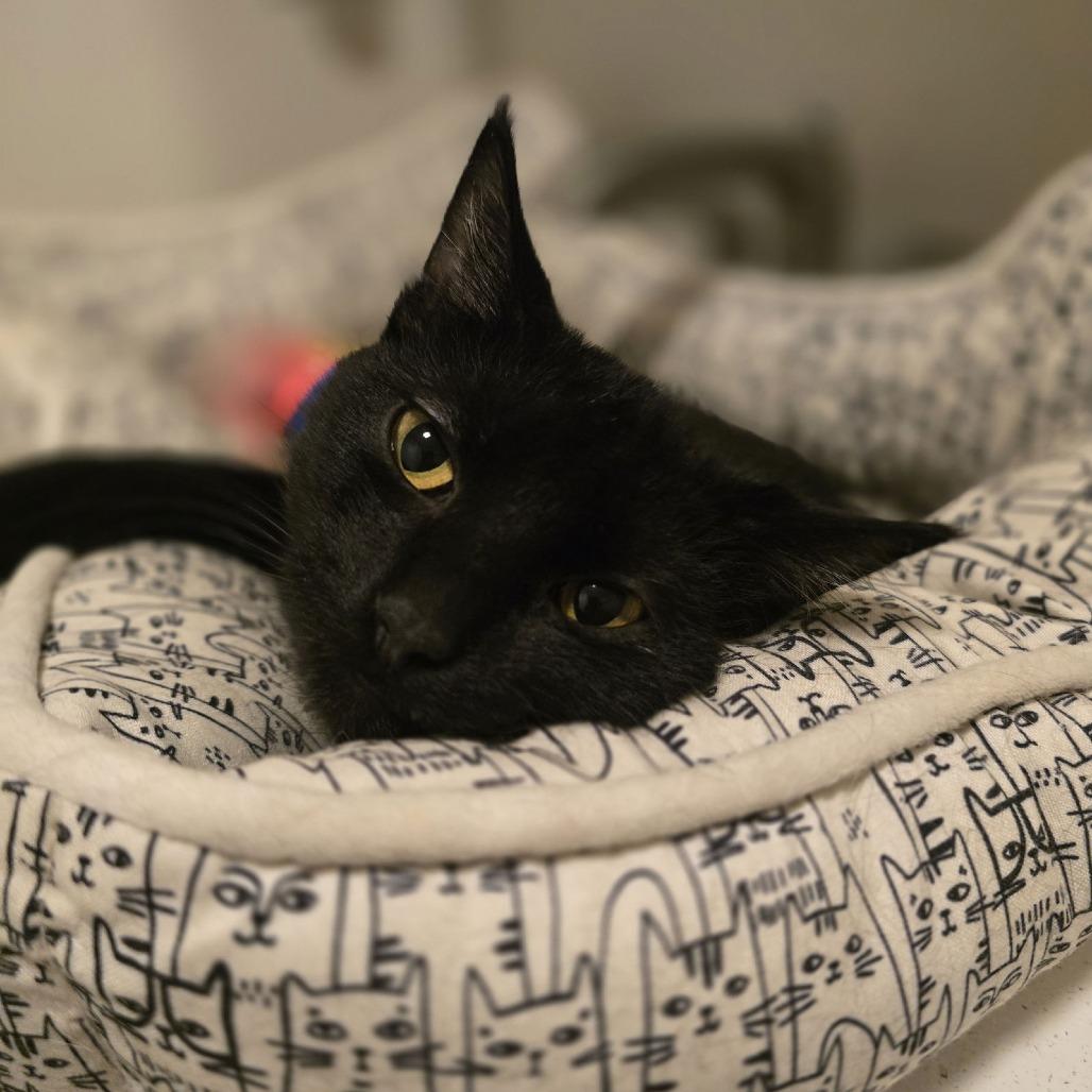 Enlarge Frank C10373, a Adoptable Domestic Short Hair in Princeton, MN image 2/2