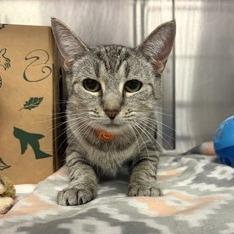Ingrid, Adoptable, Adult Female Domestic Short Hair & Mixed Breed.