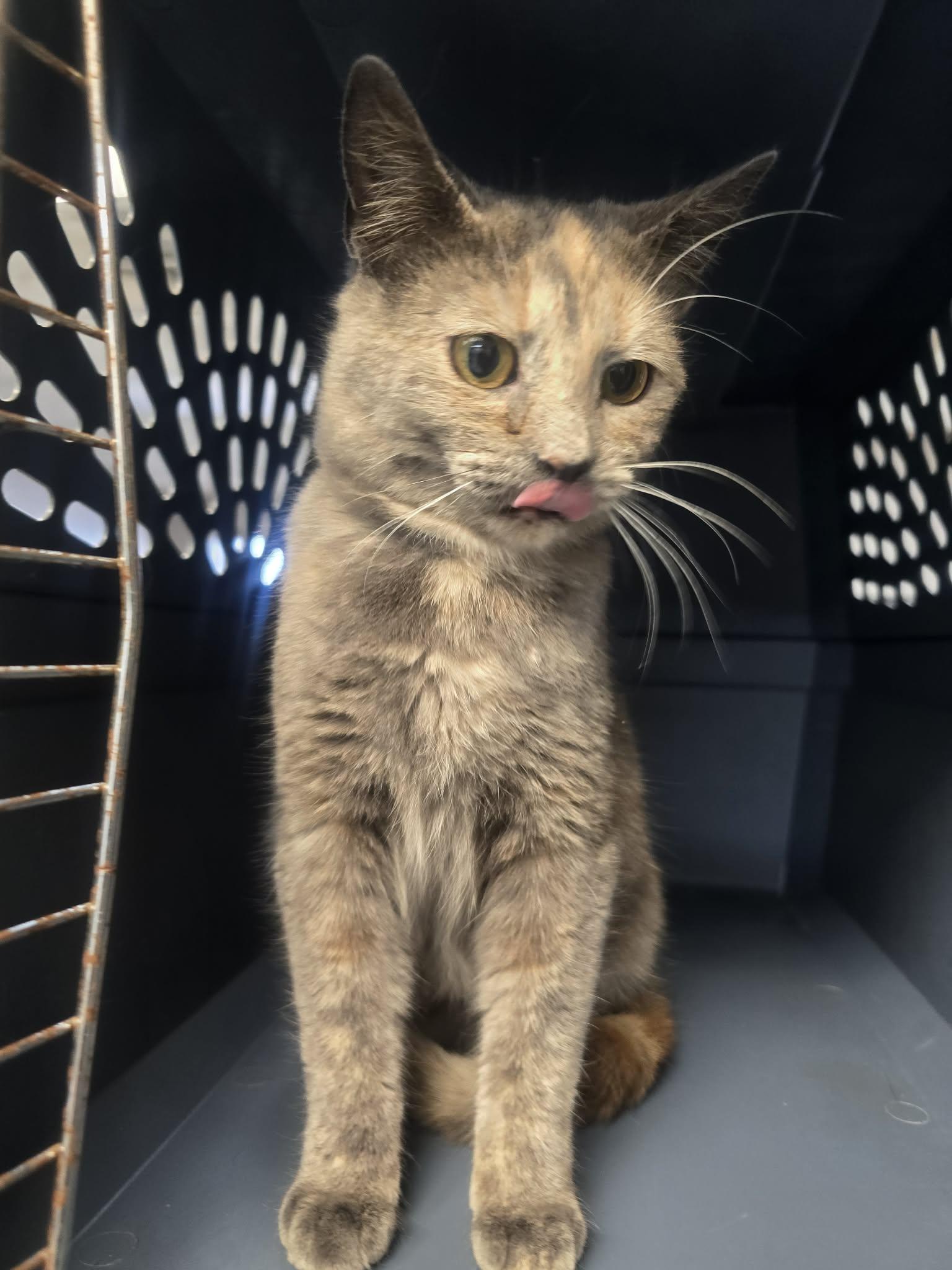 Cyndi Lauper, ADOPTABLE, Young Female Domestic Short Hair.