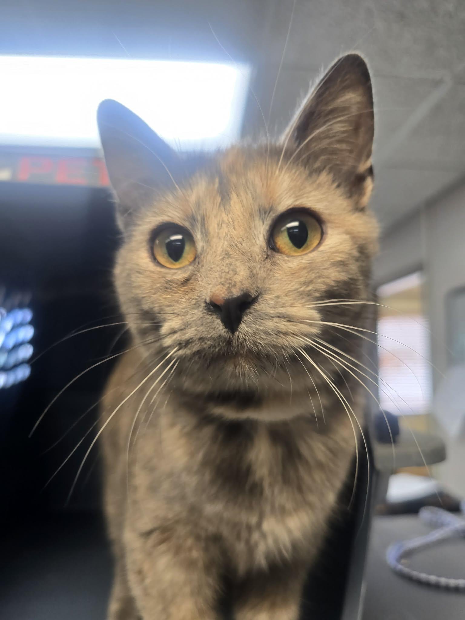 Cyndi Lauper, a ADOPTABLE Domestic Short Hair in Rock Falls, IL image 2/5
