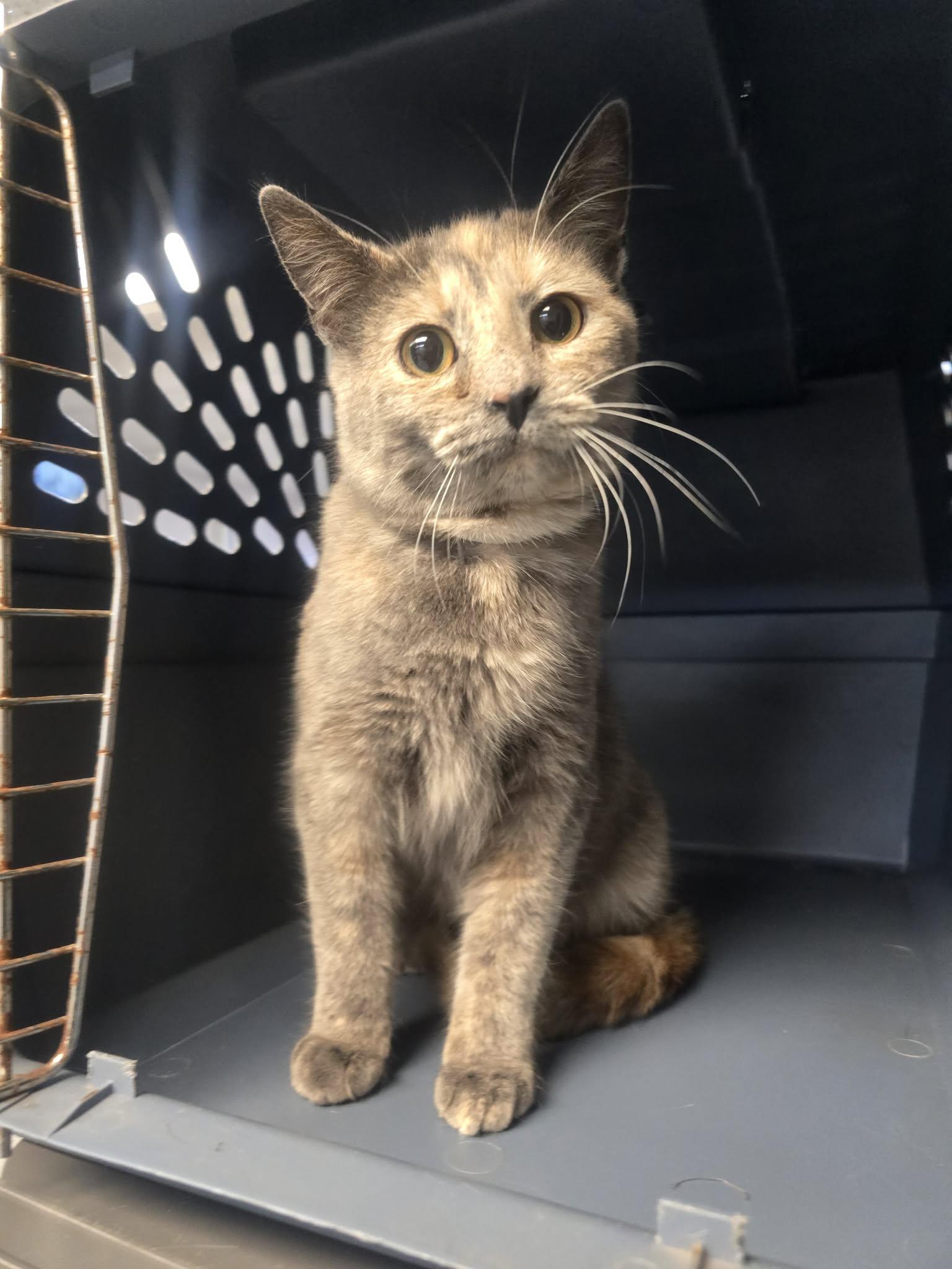 Cyndi Lauper, a ADOPTABLE Domestic Short Hair in Rock Falls, IL image 3/5