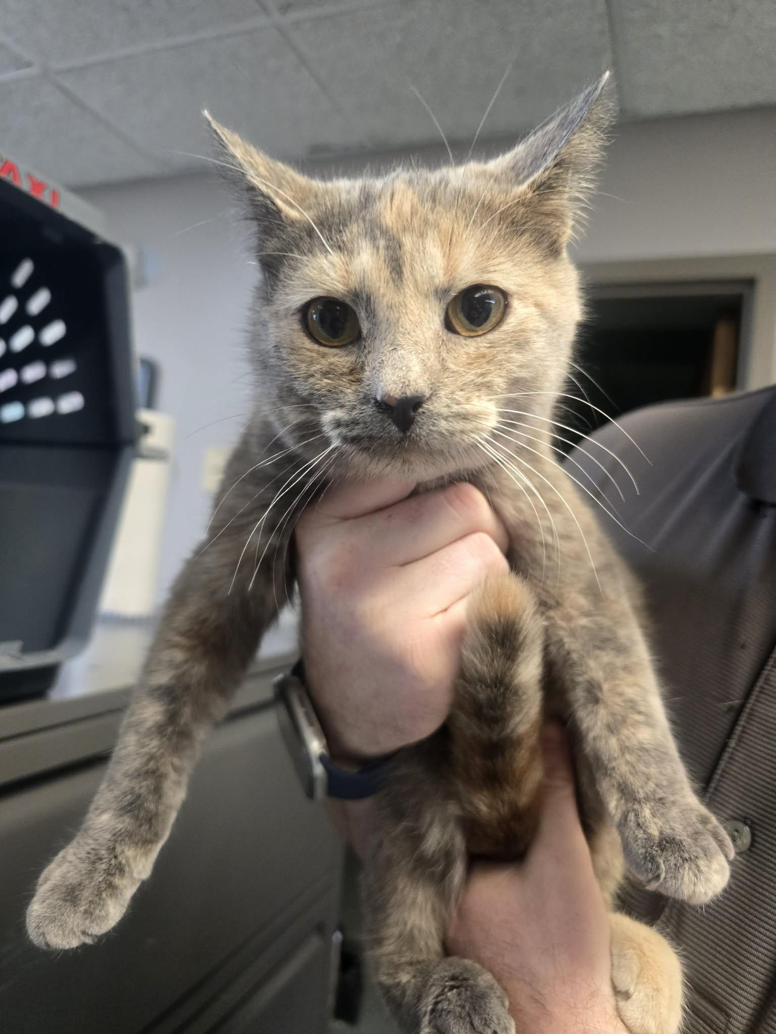 Cyndi Lauper, a ADOPTABLE Domestic Short Hair in Rock Falls, IL image 4/5
