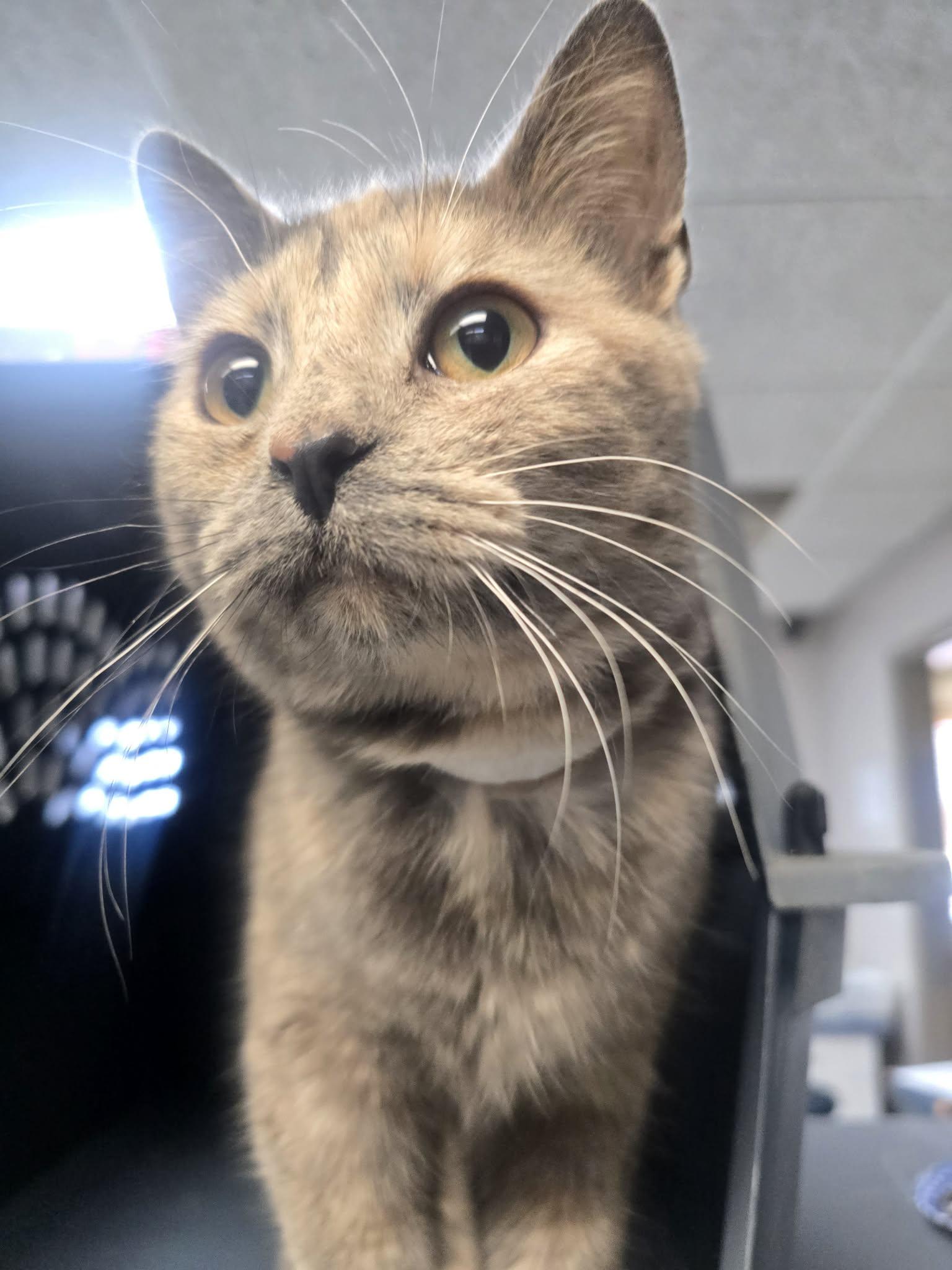 Cyndi Lauper, a ADOPTABLE Domestic Short Hair in Rock Falls, IL image 5/5