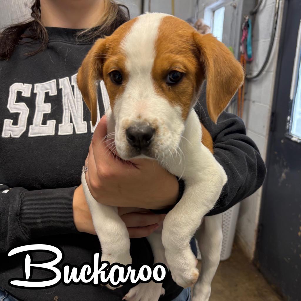 Buckaroo thumbnail 2