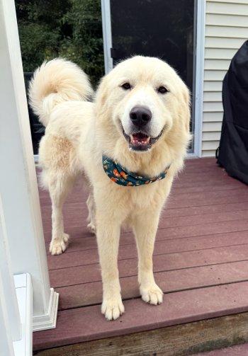 Enlarge Ophelia, a Adopted Great Pyrenees in Bedford Hills, NY image 1/6