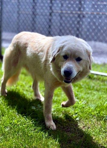 Enlarge Ophelia, a Adopted Great Pyrenees in Bedford Hills, NY image 5/6
