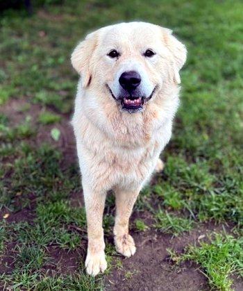 Enlarge Ophelia, a Adopted Great Pyrenees in Bedford Hills, NY image 3/6