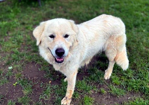 Enlarge Ophelia, a Adopted Great Pyrenees in Bedford Hills, NY image 4/6