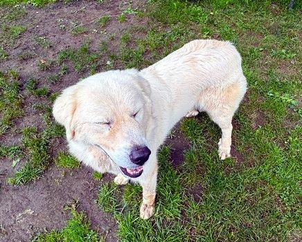Enlarge Ophelia, a Adopted Great Pyrenees in Bedford Hills, NY image 6/6