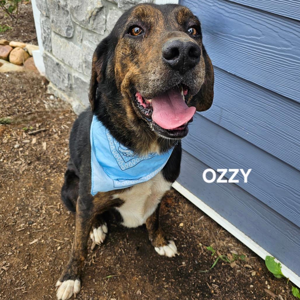Ozzy