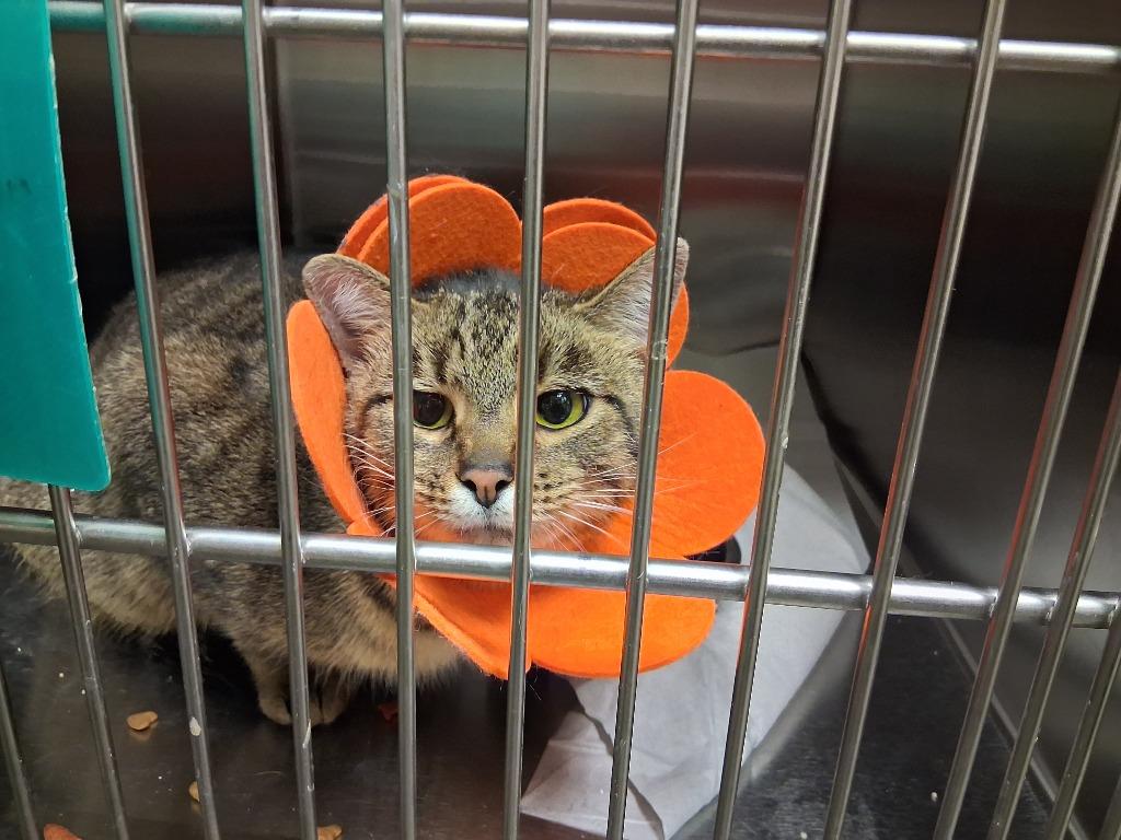 ELPHABA, Adoptable, Young Female Domestic Short Hair.