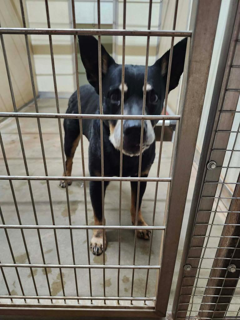 Curly, Adoptable, Senior Male Mixed Breed.