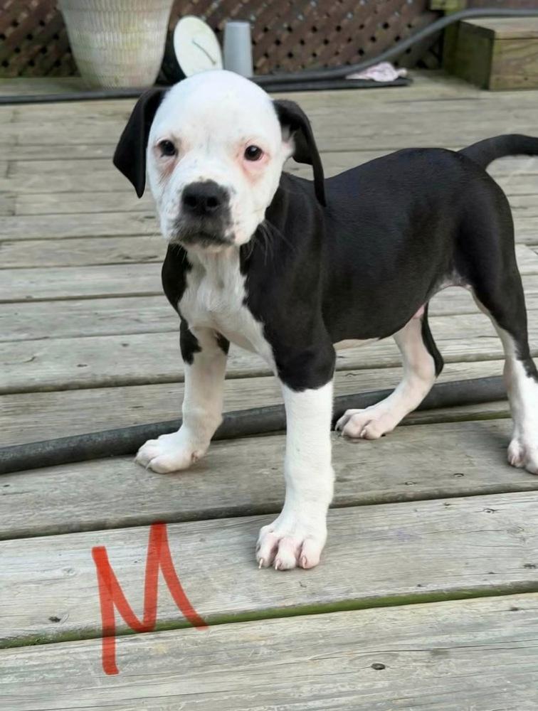 Blaze, Adoptable, Puppy Male American Bulldog.