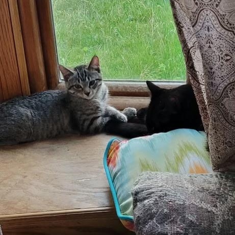 Rachel, a Adoptable Domestic Medium Hair in Menasha, WI image 2/4