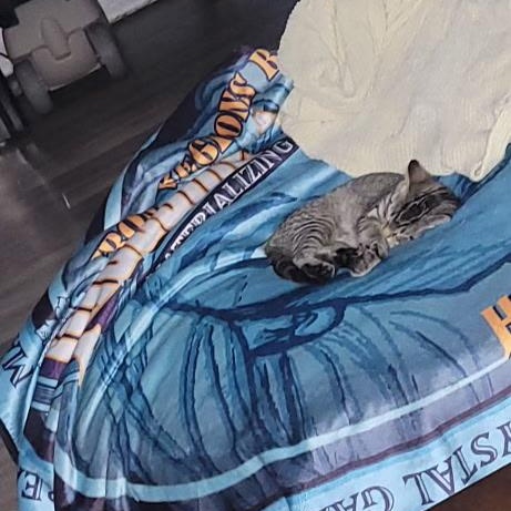 Rachel, a Adoptable Domestic Medium Hair in Menasha, WI image 3/4