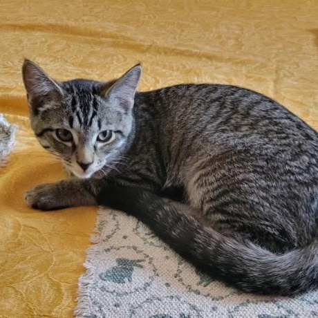 Rachel, Adoptable, Kitten Female Domestic Medium Hair.