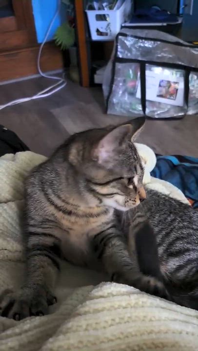 Enlarge Rachel, a Adoptable Domestic Medium Hair in Menasha, WI video 4/4