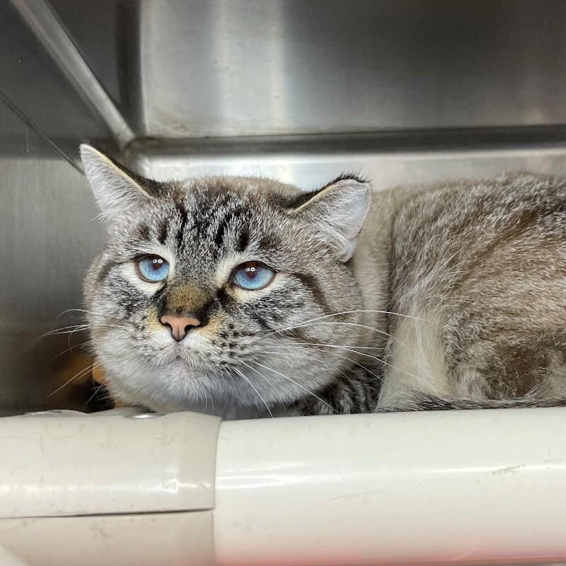 Myrkvi, Adoptable, Adult Male Domestic Short Hair.