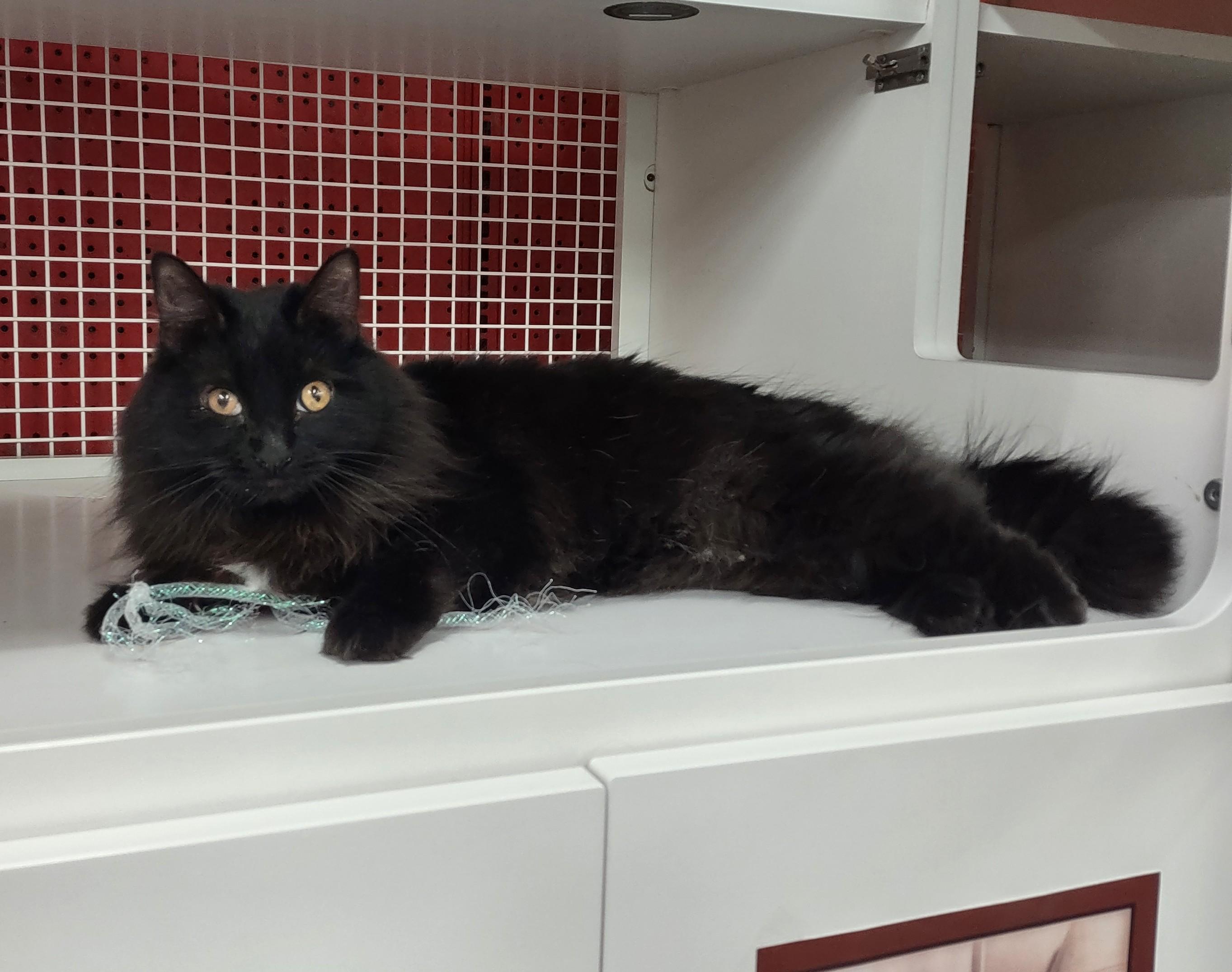 Femi, adopted, Young Female Domestic Long Hair.