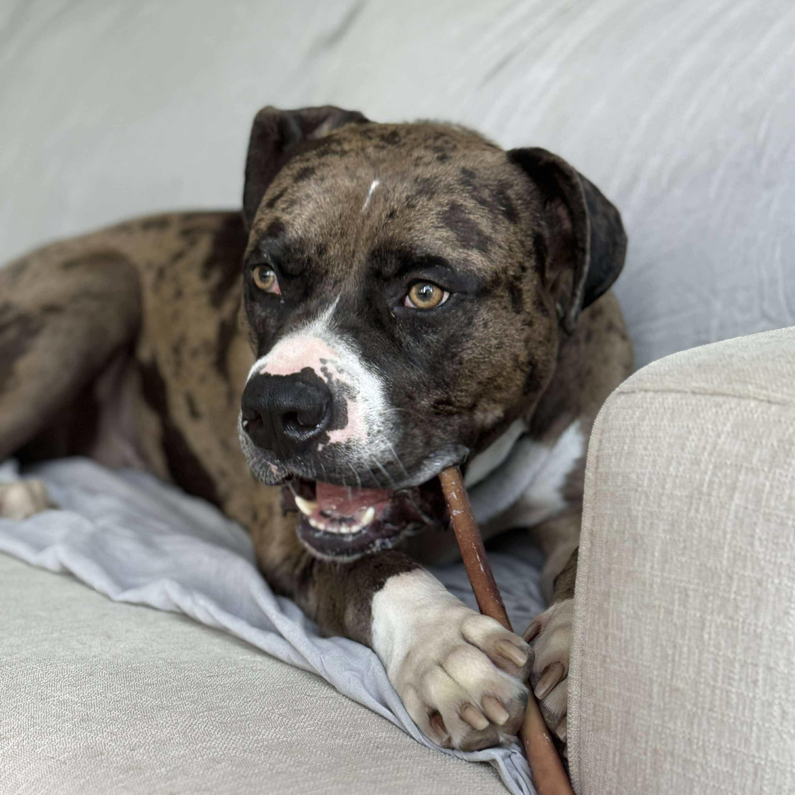 Leo, Adopted, Adult Male Boxer & American Bulldog.