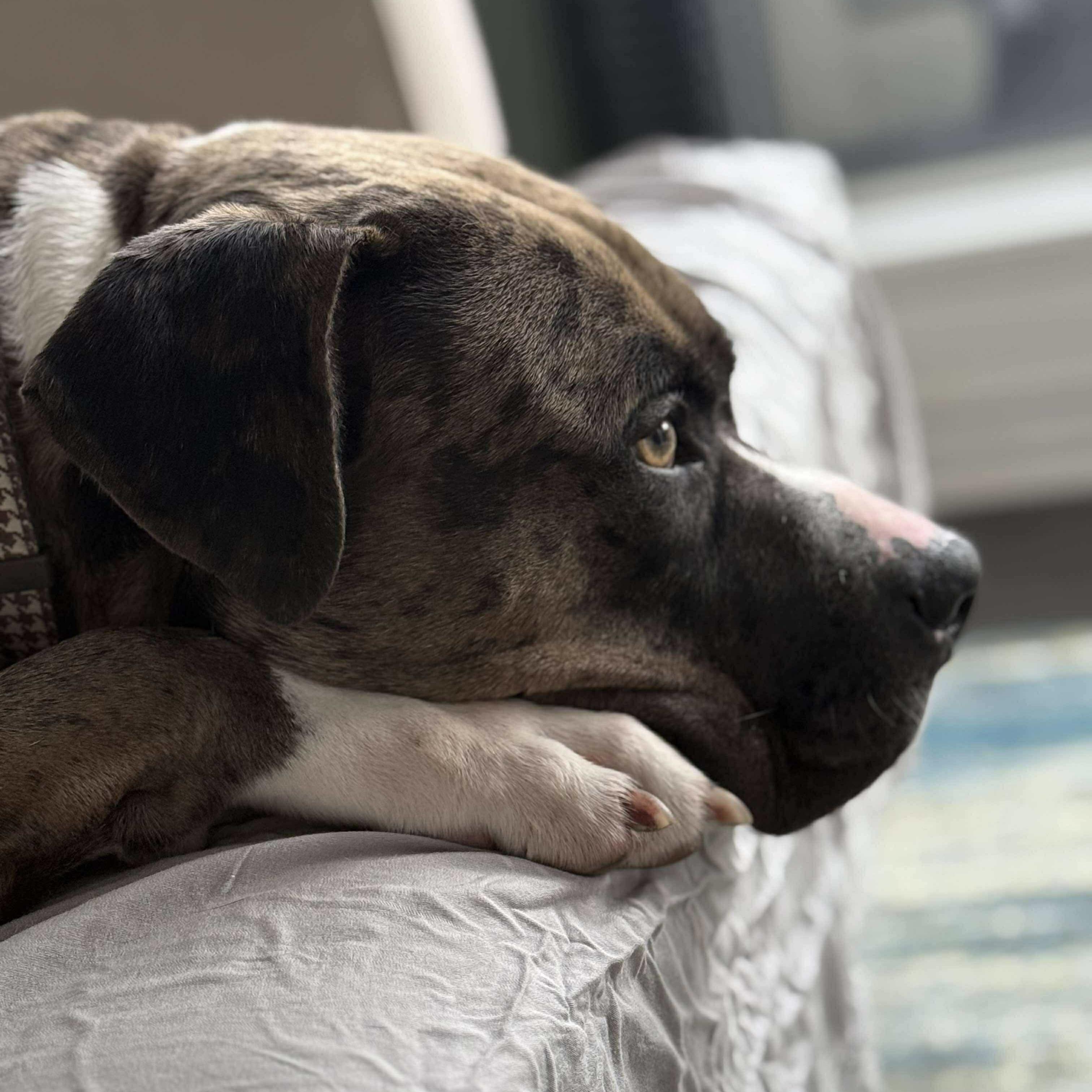 Enlarge Leo, a Adopted mixed breed in Toronto, ON image 3/6