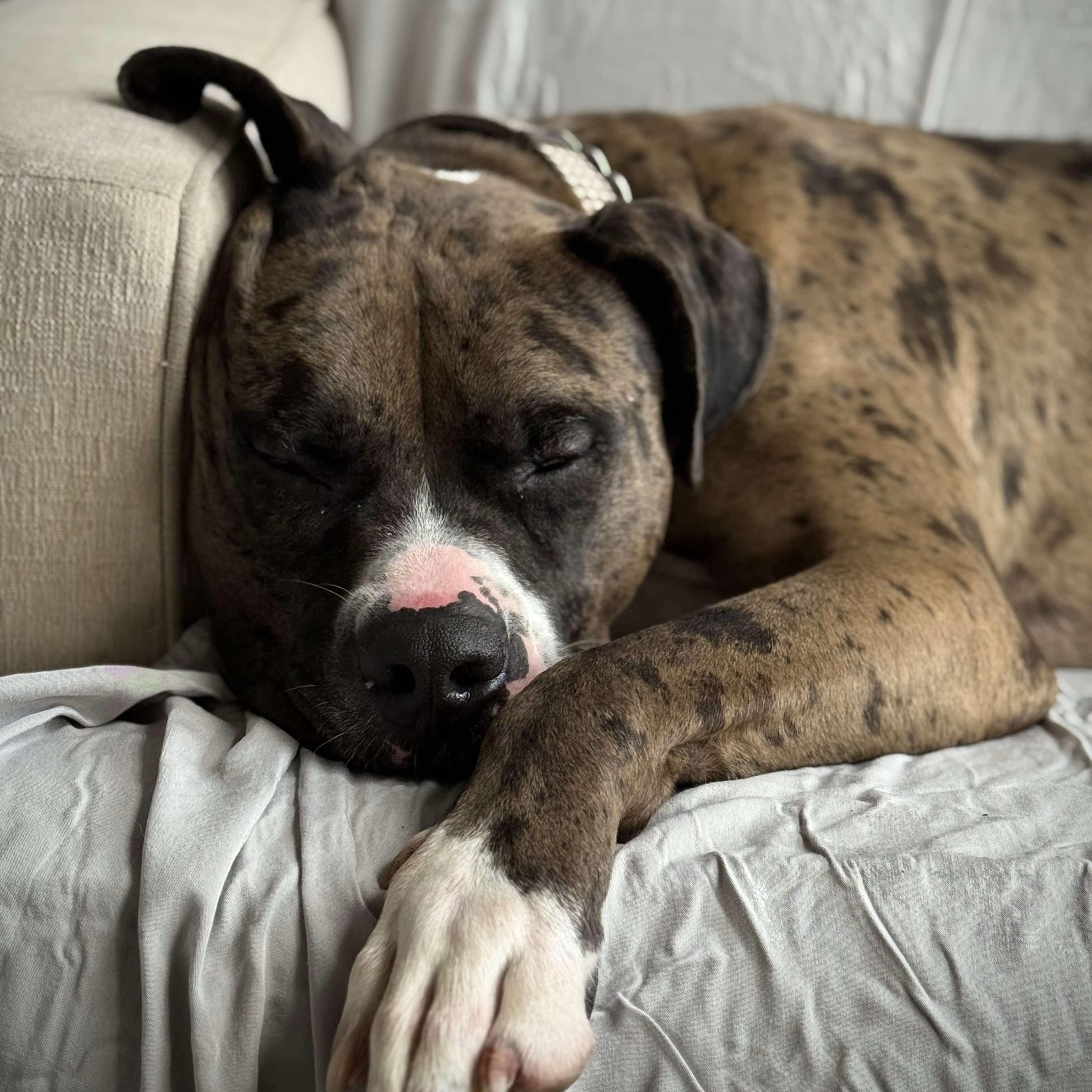 Enlarge Leo, a Adopted mixed breed in Toronto, ON image 5/6