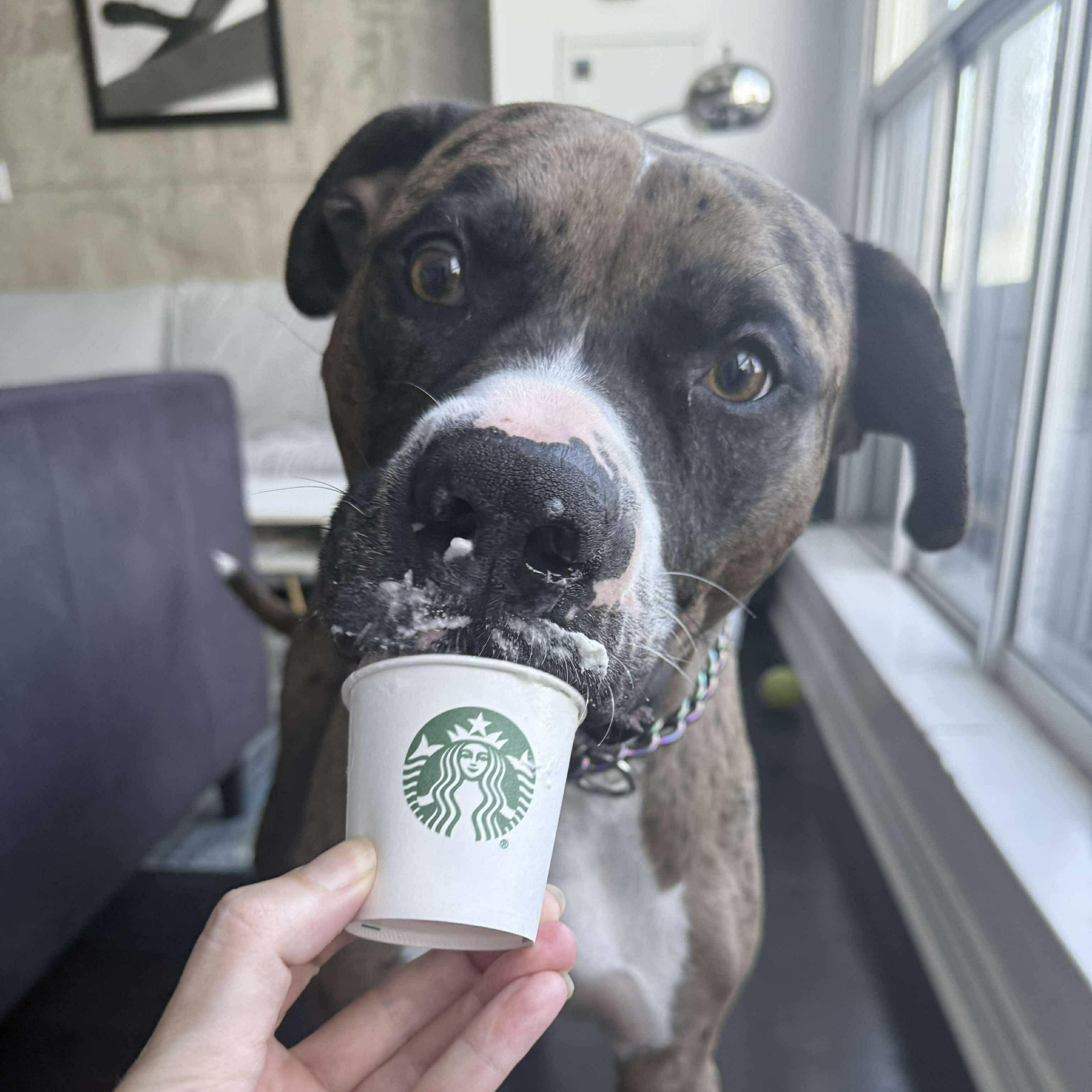 Enlarge Leo, a Adopted mixed breed in Toronto, ON image 6/6