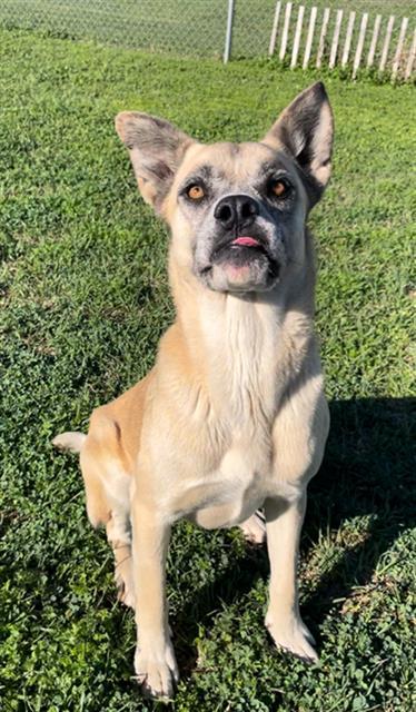 BRICIA, Adoptable, Adult Female Anatolian Shepherd & Mixed Breed.