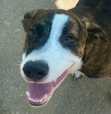 Dallas, ADOPTABLE, Young Male Pit Bull Terrier.