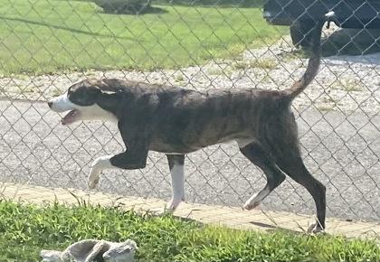 Dallas, a ADOPTABLE Pit Bull Terrier in Glasgow, KY image 2/2