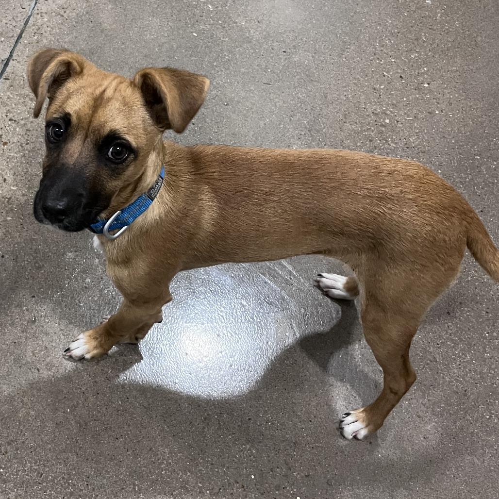 Axis (Rudy), Adoptable, Young Male Black Mouth Cur & Mixed Breed.