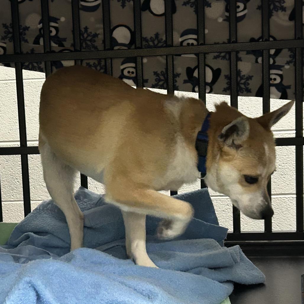 Shiba, Adoptable, Young Female Mixed Breed.