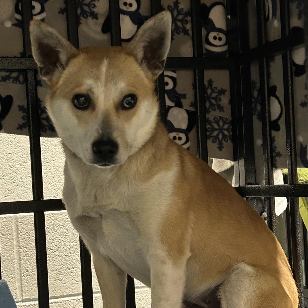 Shiba, Adoptable, Young Female Mixed Breed.