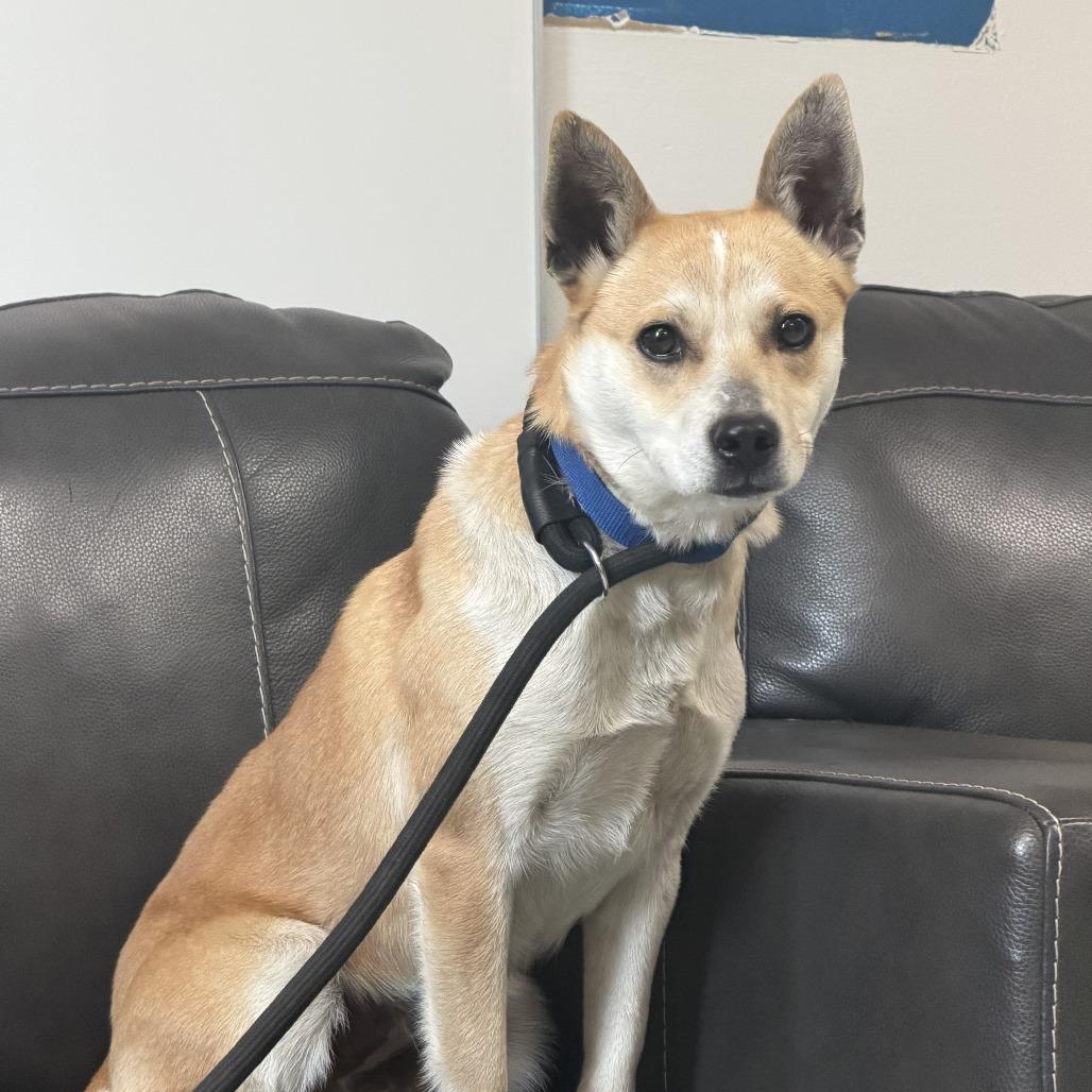Shiba, Adoptable, Young Female Mixed Breed.