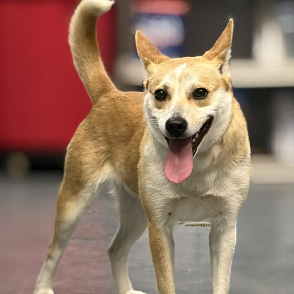 Enlarge Shiba, a Adoptable Mixed Breed in Marion, VA image 3/6