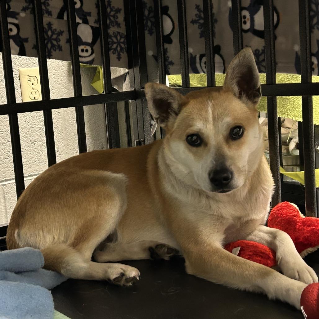 Enlarge Shiba, a Adoptable Mixed Breed in Marion, VA image 4/6